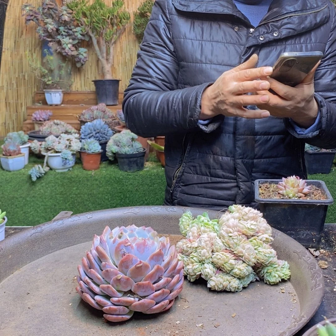 朱*338号橙梦露0