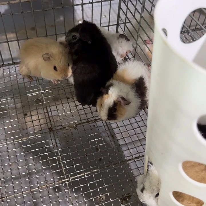 豚鼠三花美泰荷兰猪弟弟