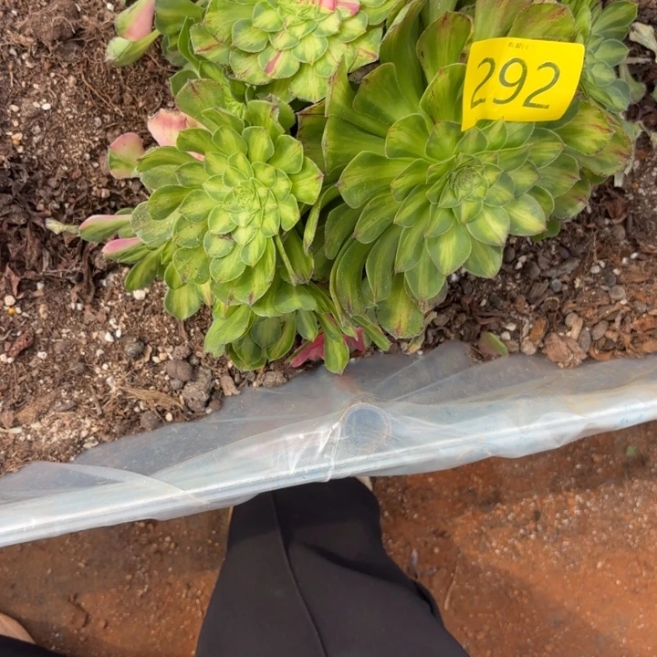 多肉植物福利292法师