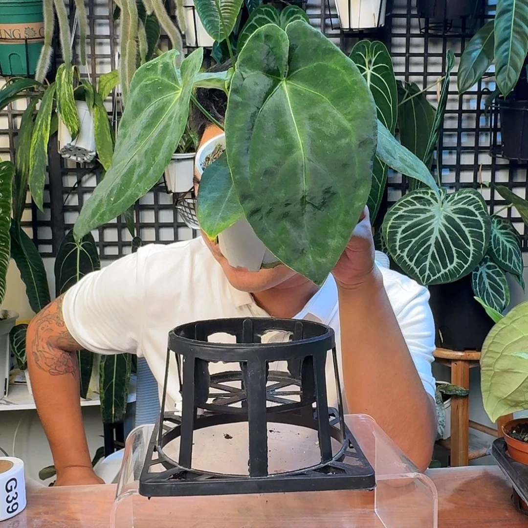 无花朵默*一物一拍G 31