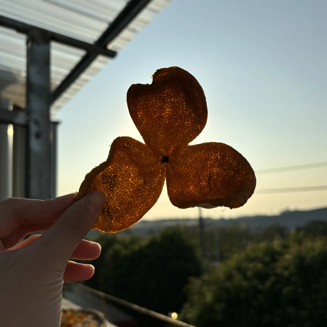 [御承物丰]-2024广东新会三江圈枝大红皮新皮铁罐装自家果园源头