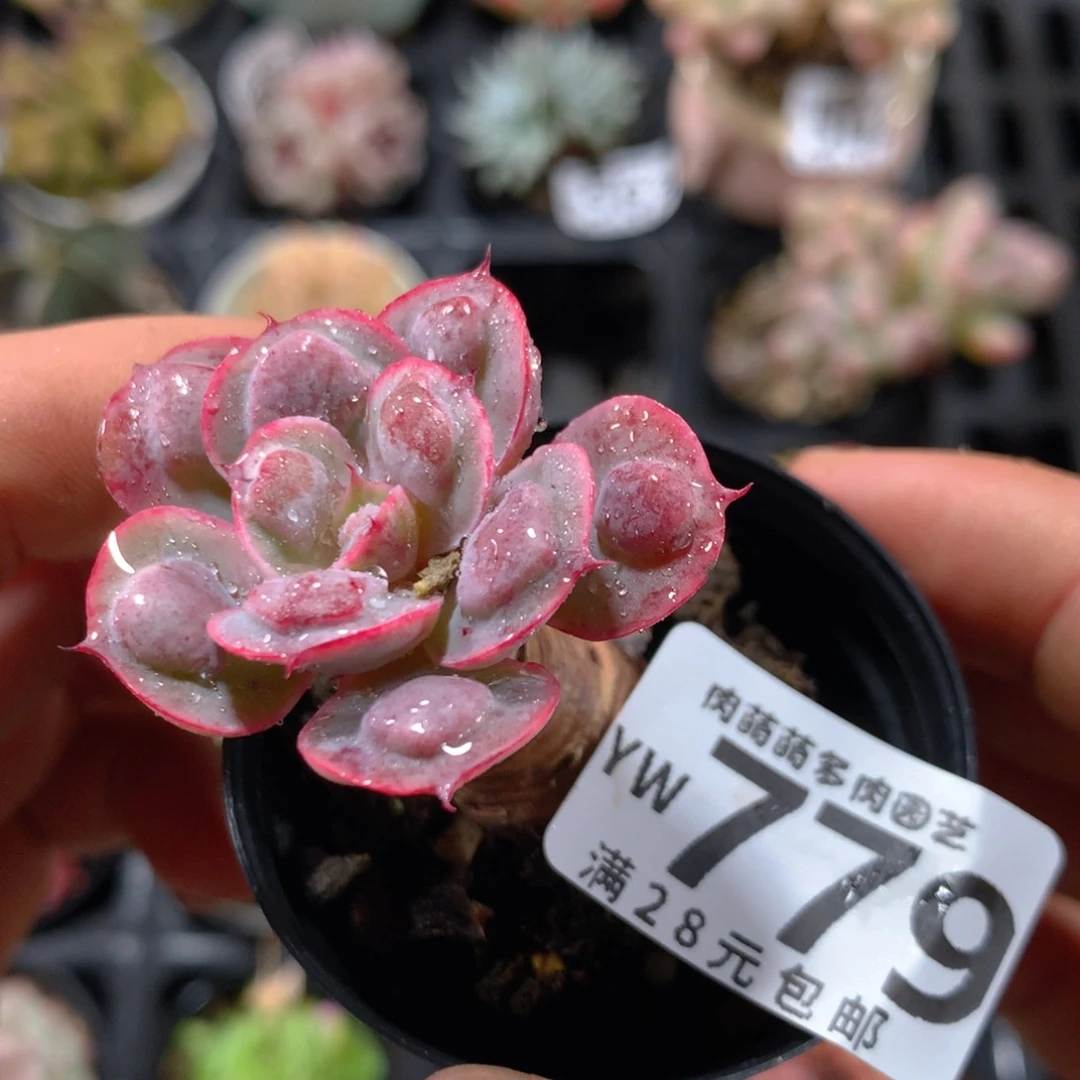 5CM拇指盆精控多肉YW779