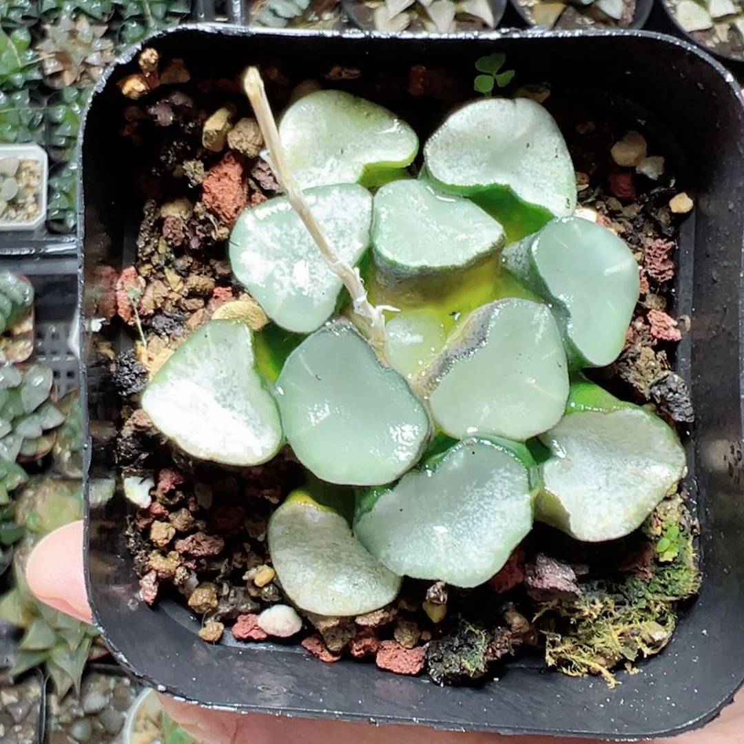 浅*?1856多肉植物，然后