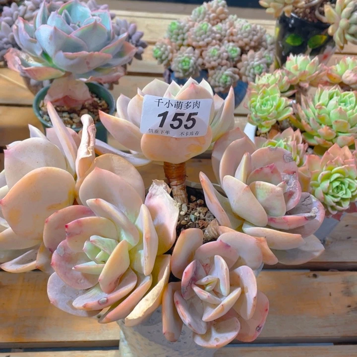 美*谢谢你的支持000000155