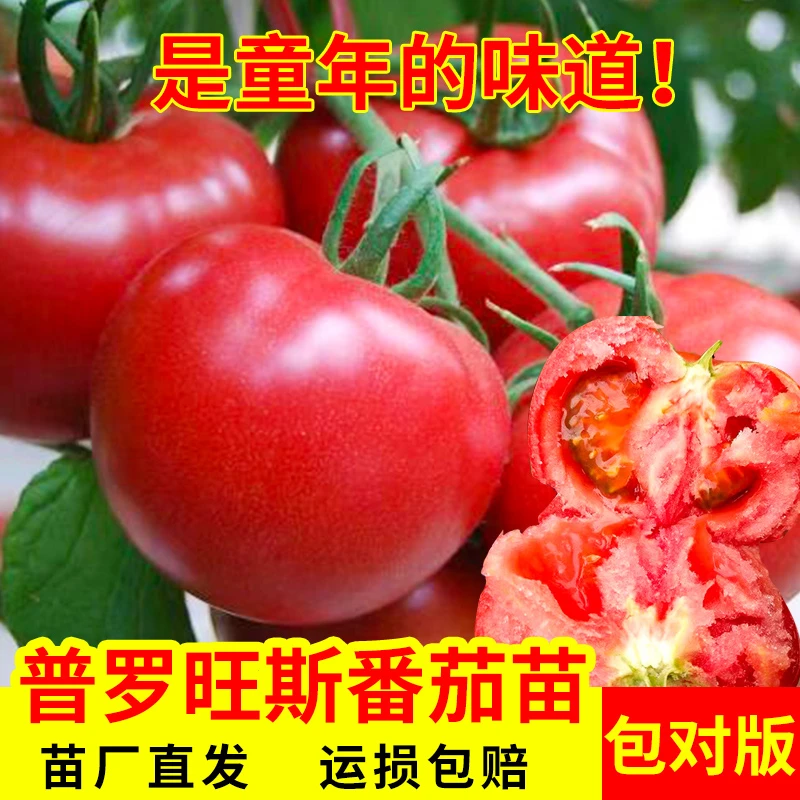 [普罗旺斯番茄苗]沙瓤多汁毛粉西红柿苗秧老品种蔬菜苗