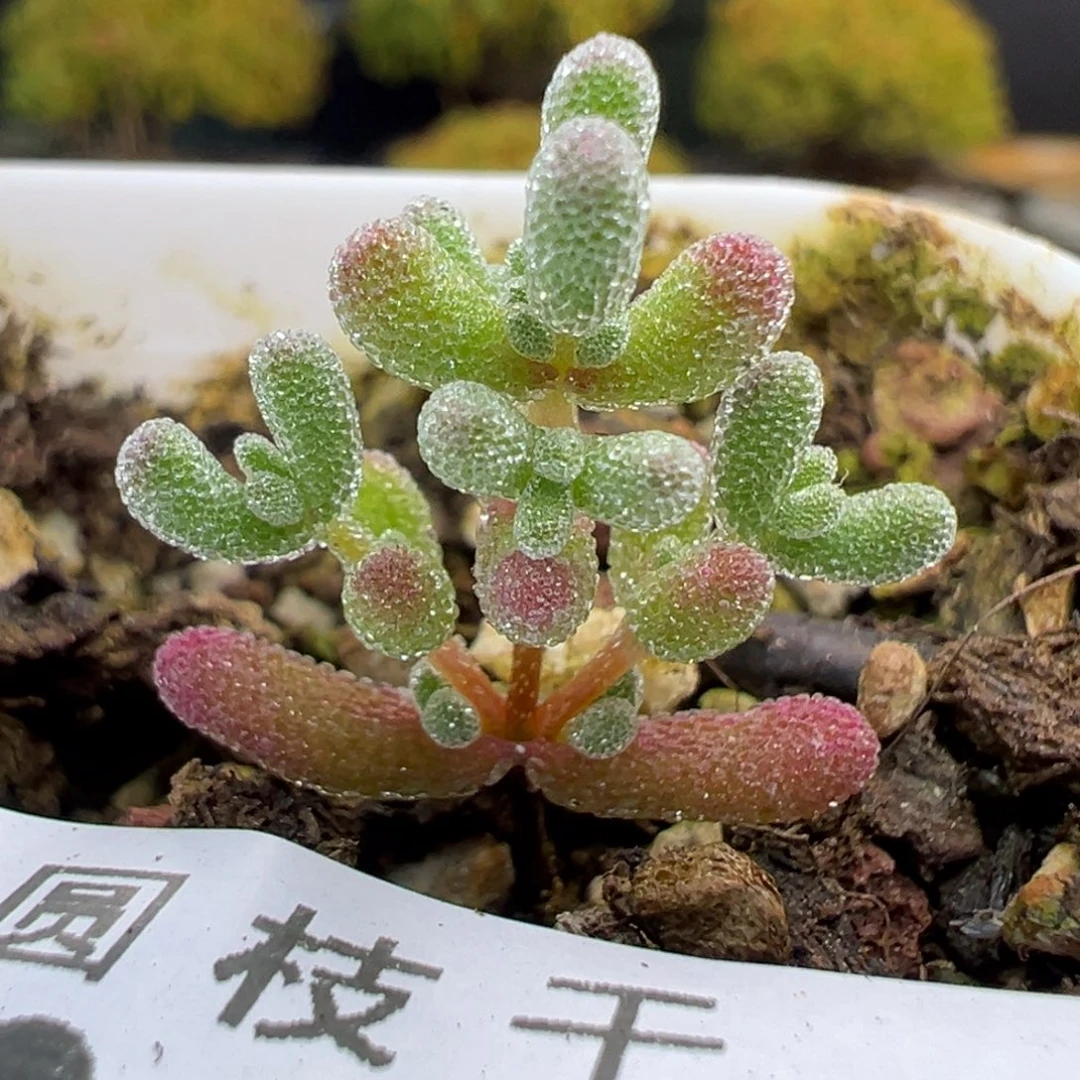 dy3668实生冰晶杂冠幅2cm