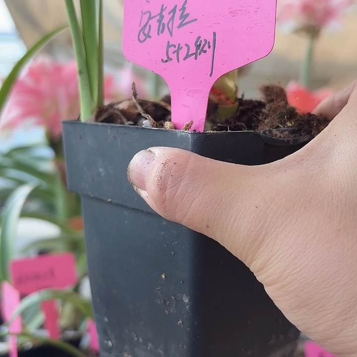 无花朵安吉拉朱顶红直径5加2侧