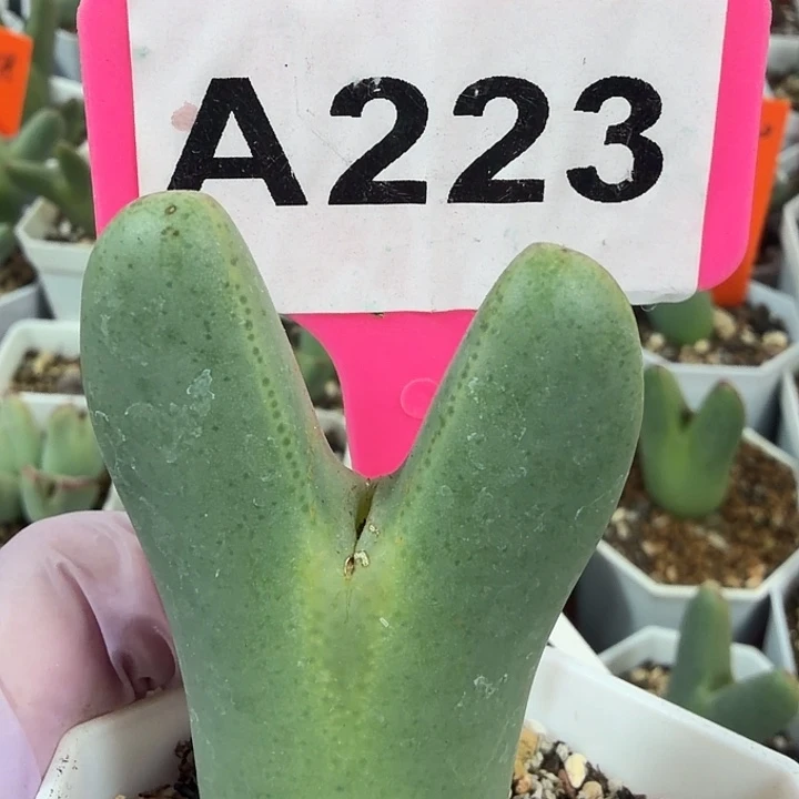 223mmmmmmmmmmmmmmmm