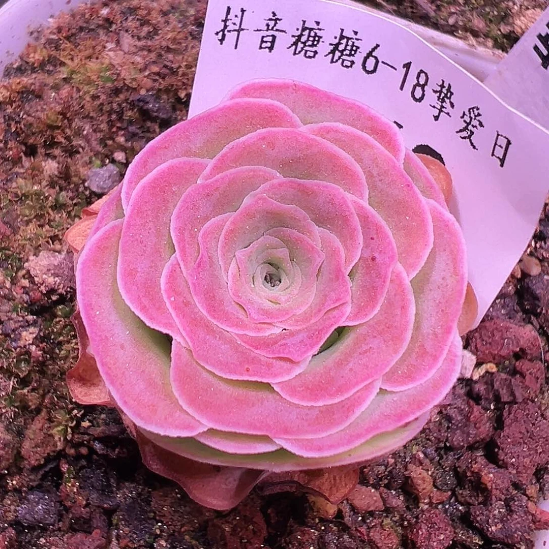 b****u福袋 福袋 562.562