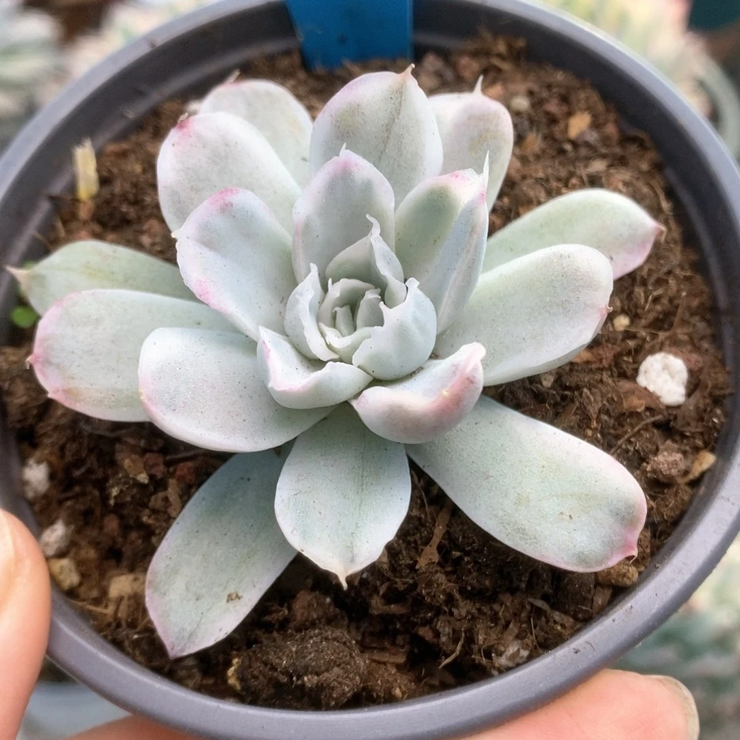 279辛普森锦锦锦锦锦锦锦