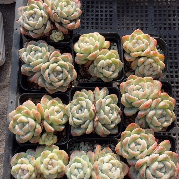 冰玉多肉七方盆一组10个1号