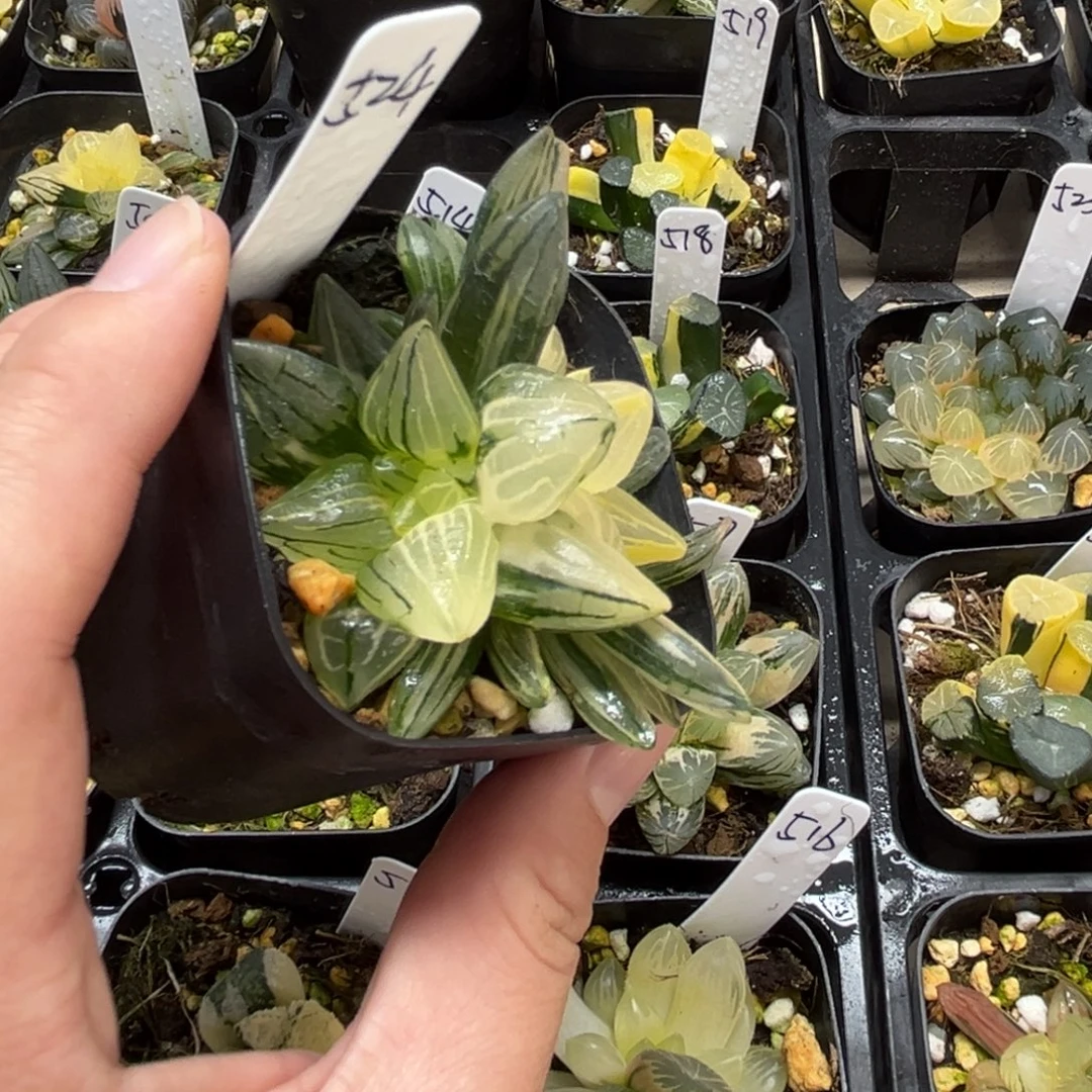 524西瓜寿锦一物一拍