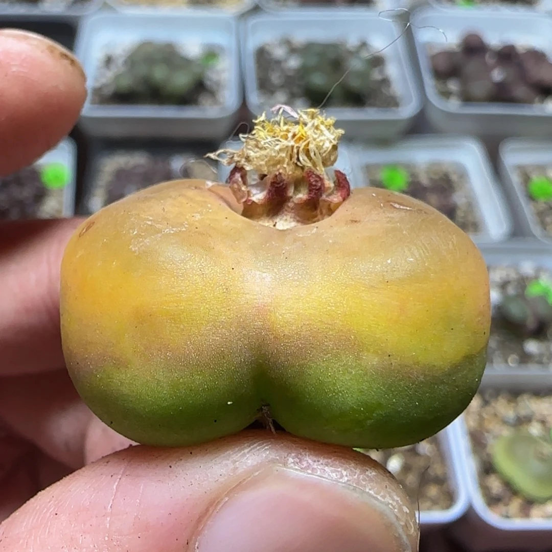 3cm瑕疵多肉植物426