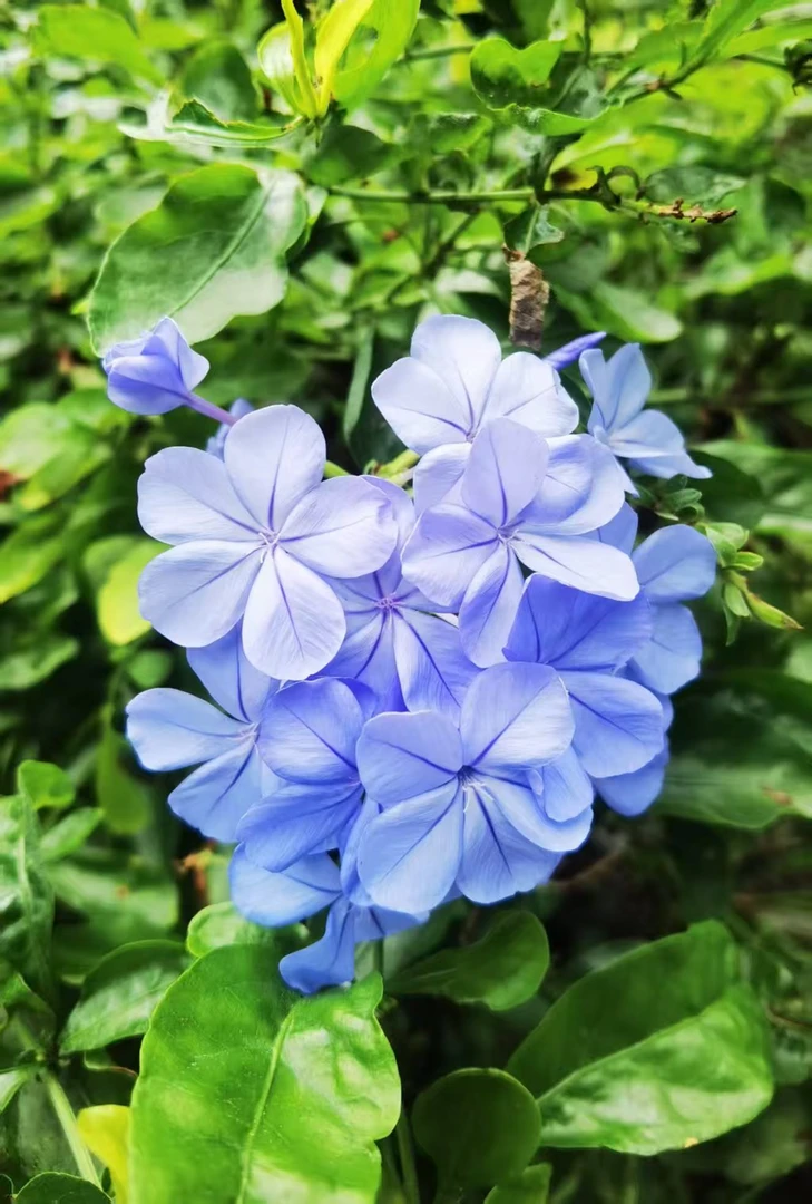 【蓝雪花】120小盆盆栽庭院观花治文耐热爬藤四季室外种植爆花机器