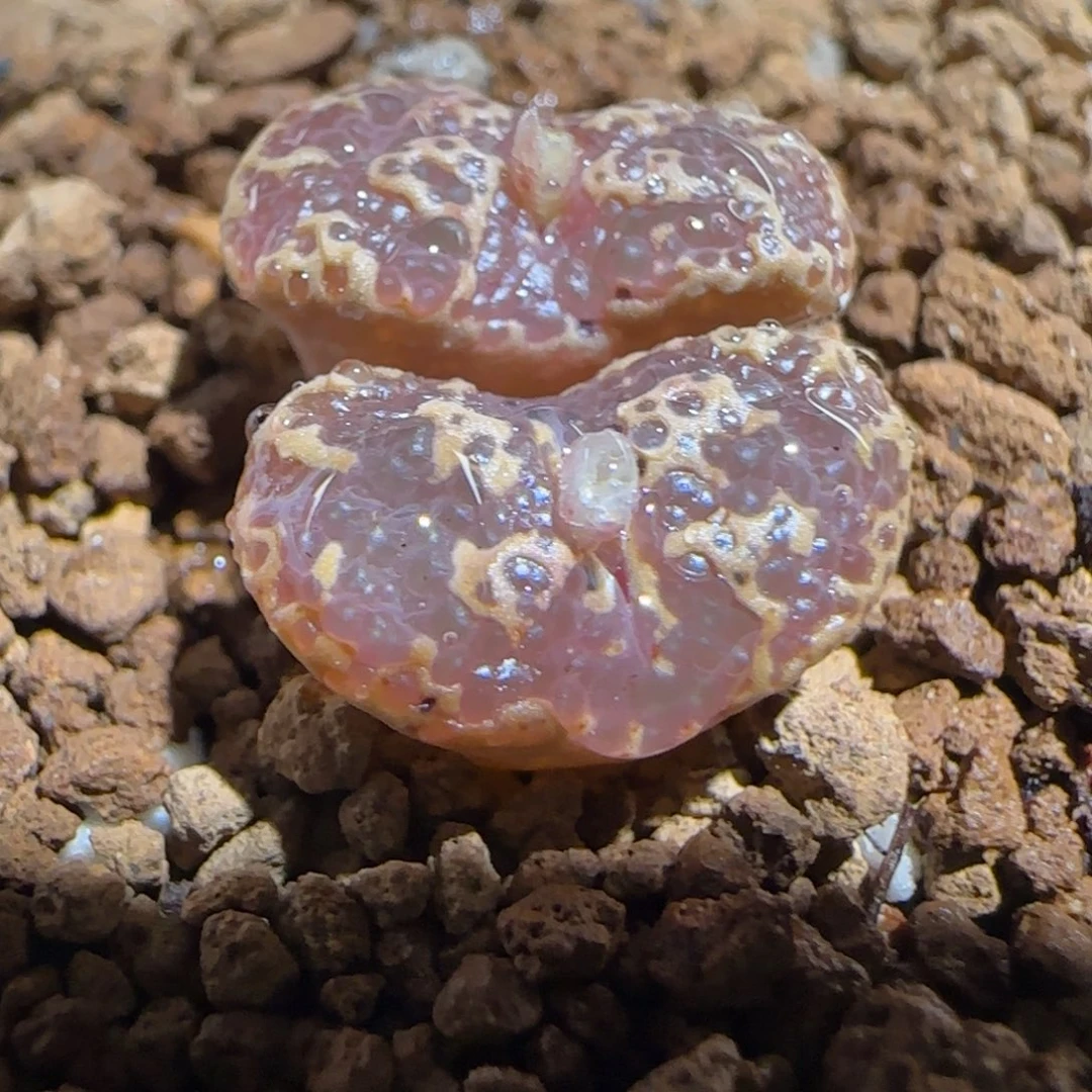 肉锥多肉植物组合-超级泡泡勋617