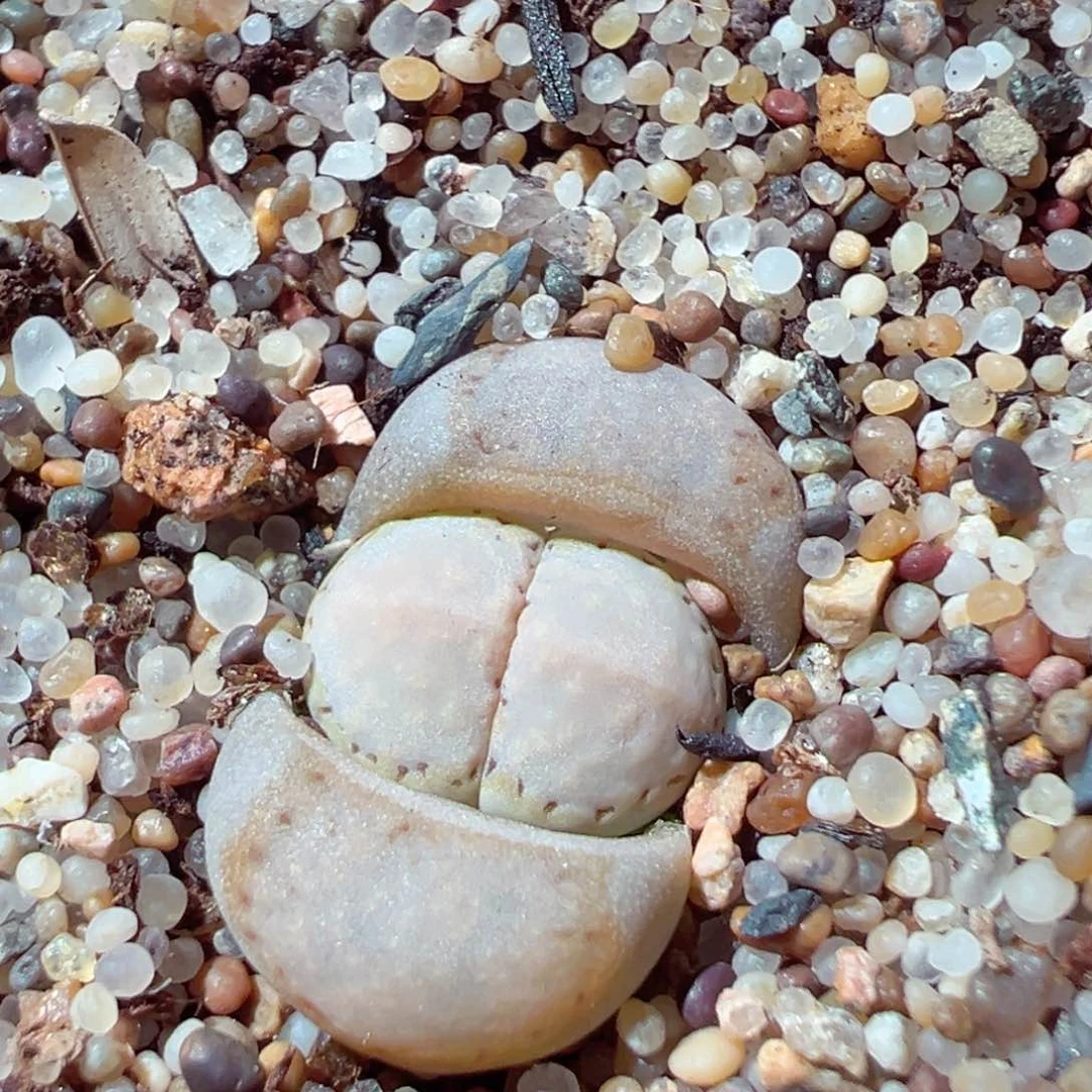 223-113.我的小伙伴