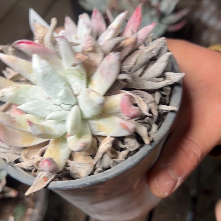 1961哈哈哈哈哈哈哈哈