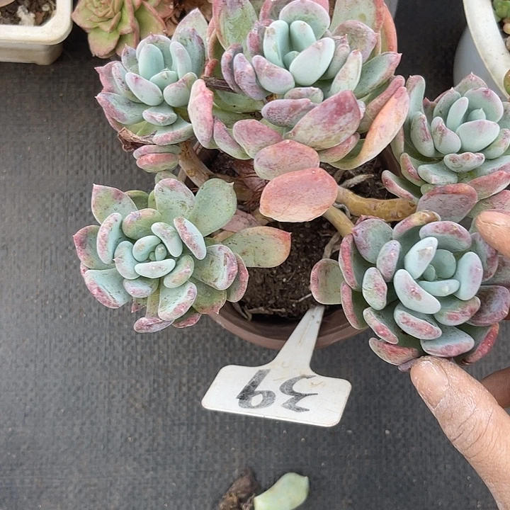 晨语多肉，一物一拍39