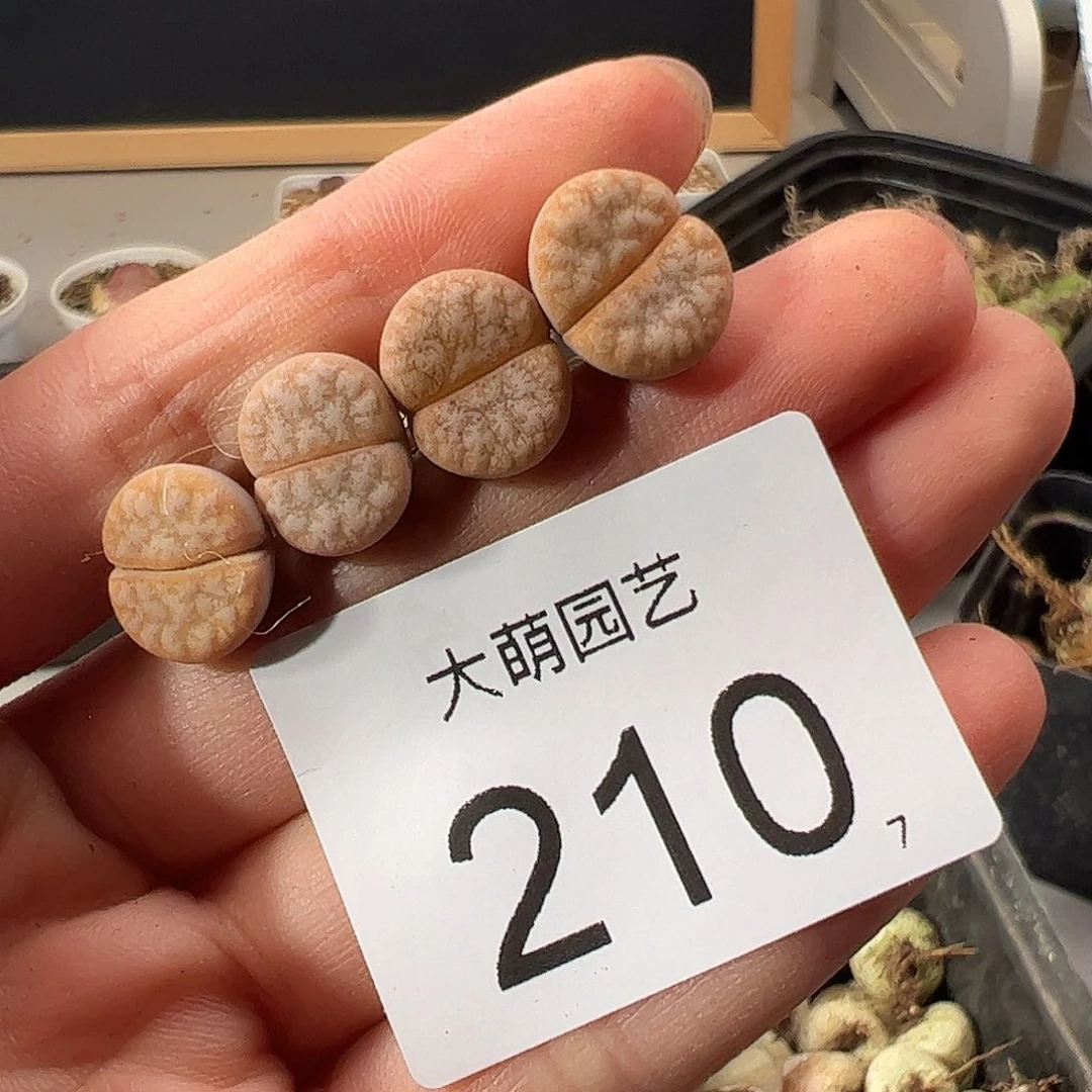 0000210 一物一拍。