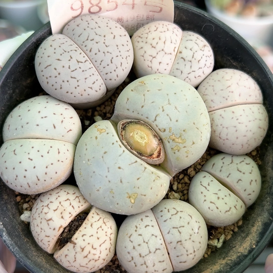 好养易活生石花大母本9854