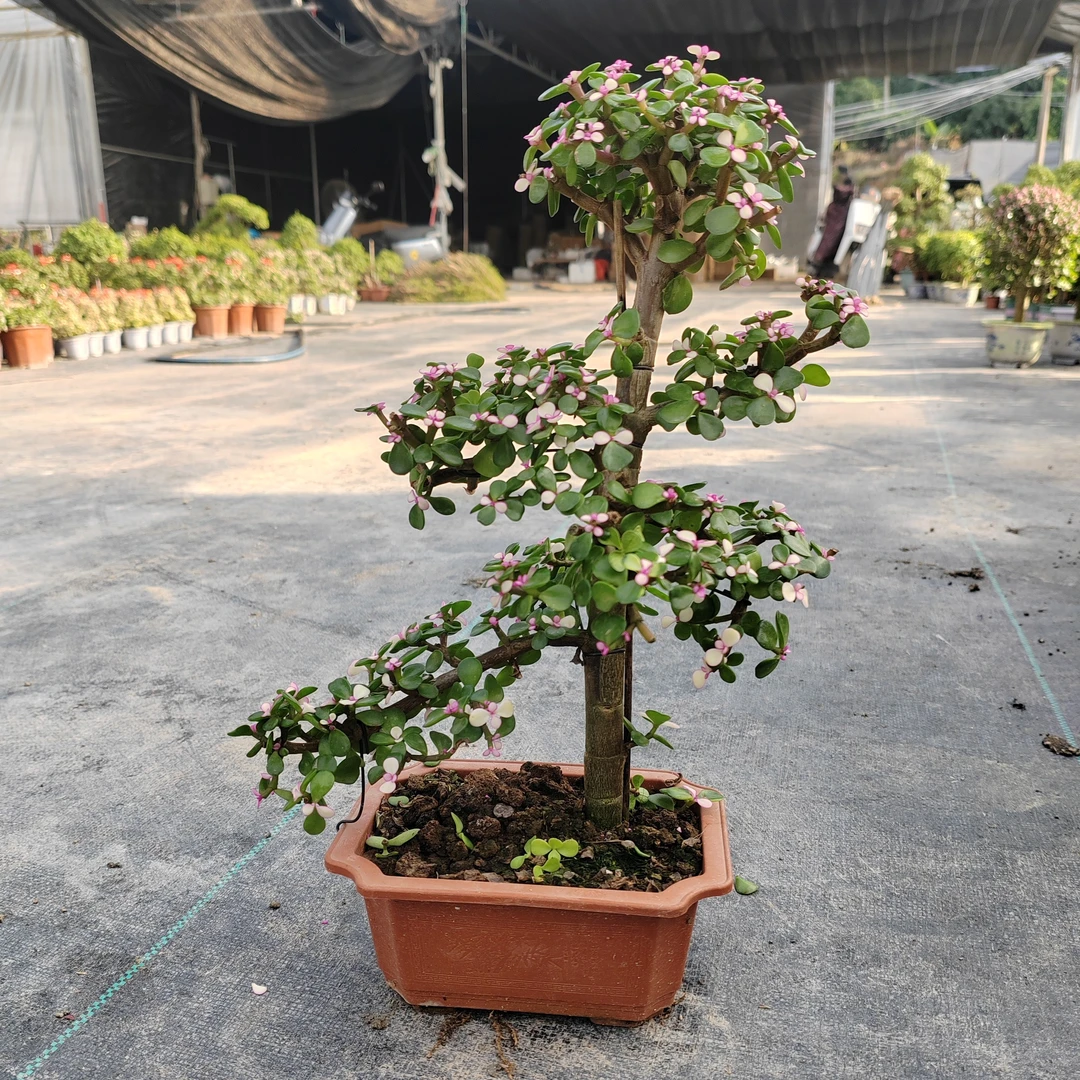 金枝玉叶迎客松造型盆景好养易活25