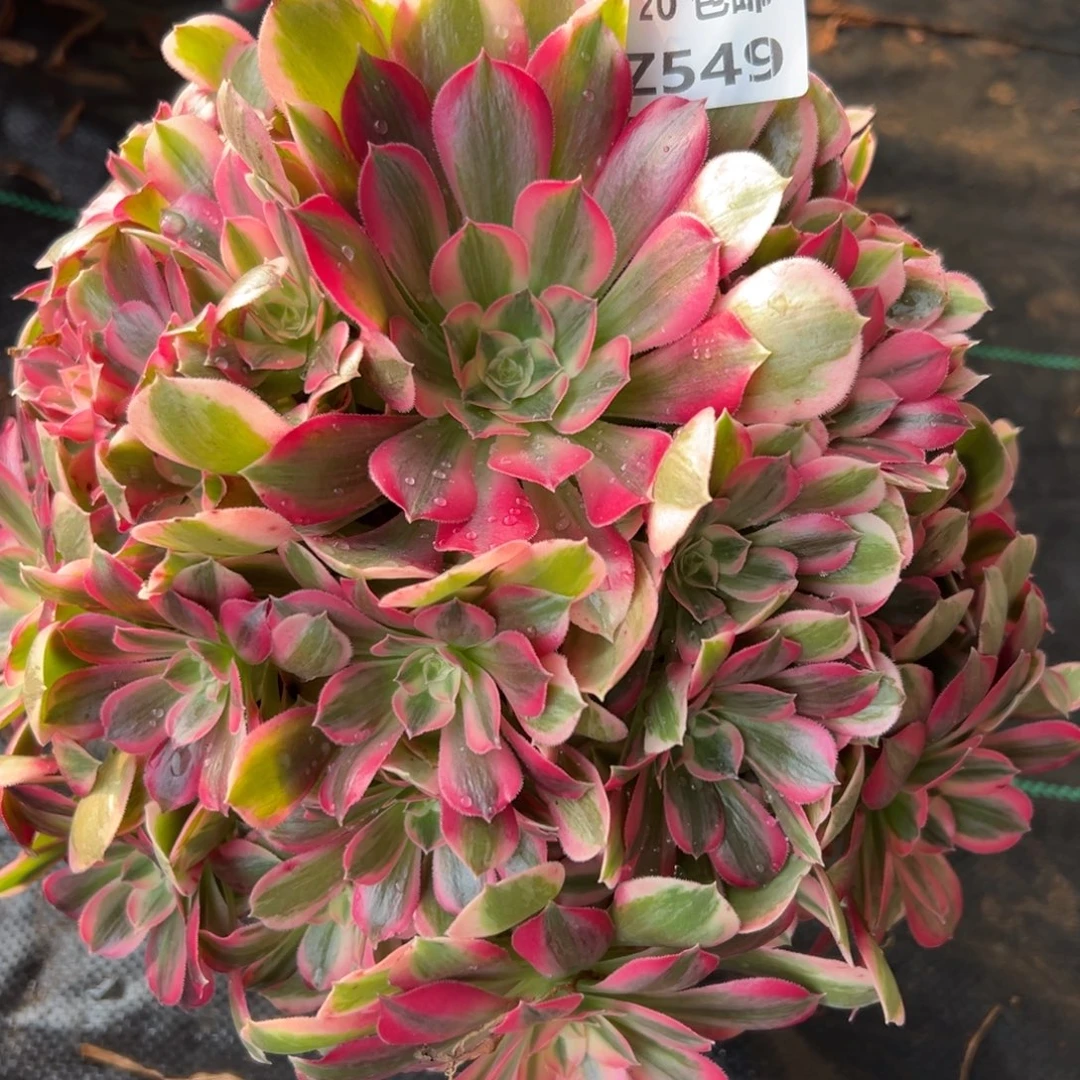 549男神，满20包邮嘟叮熊