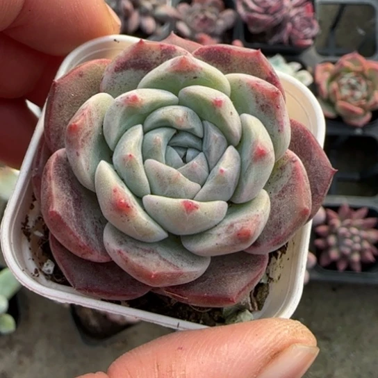 359海梦多肉植物多