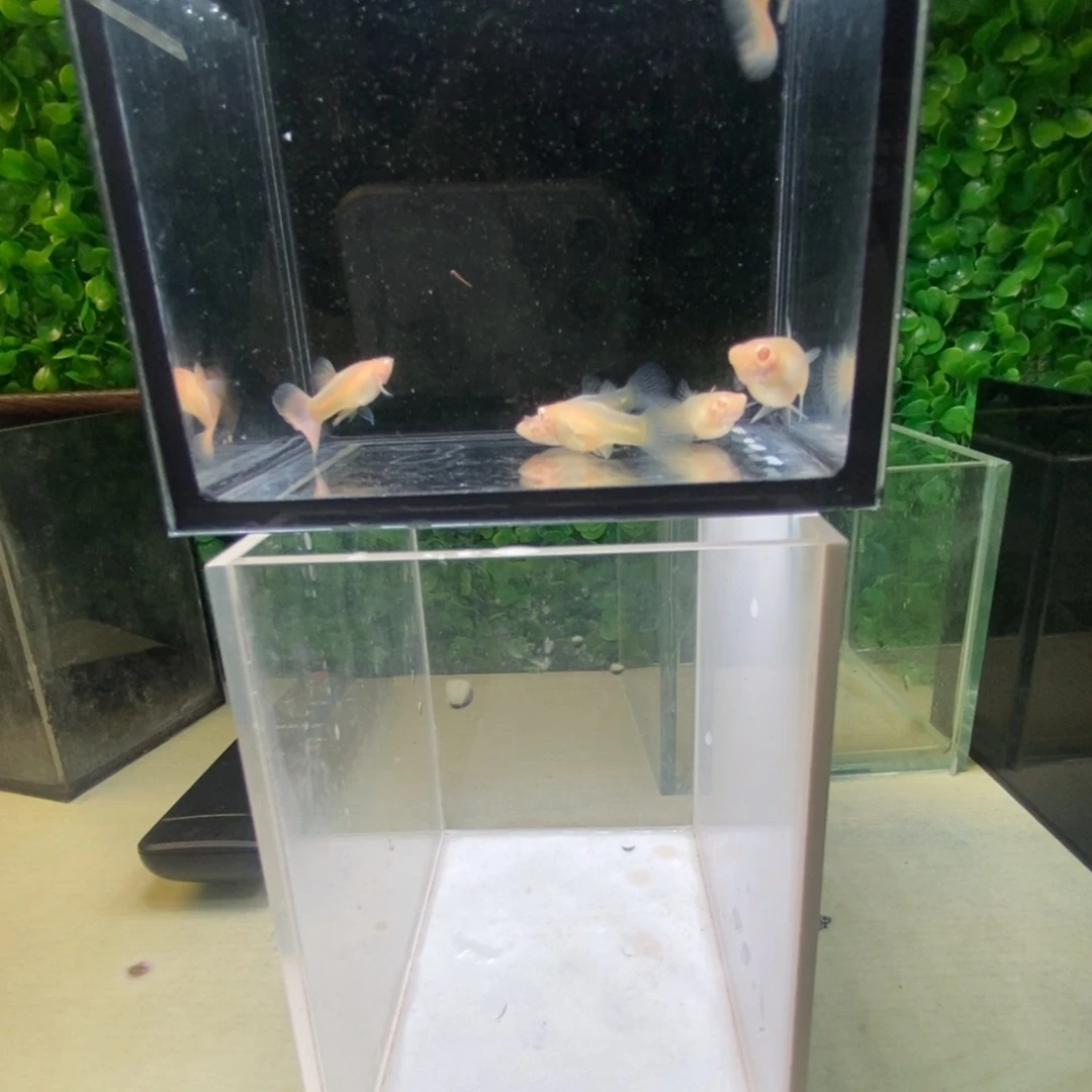 孔雀鱼金粉两公4母