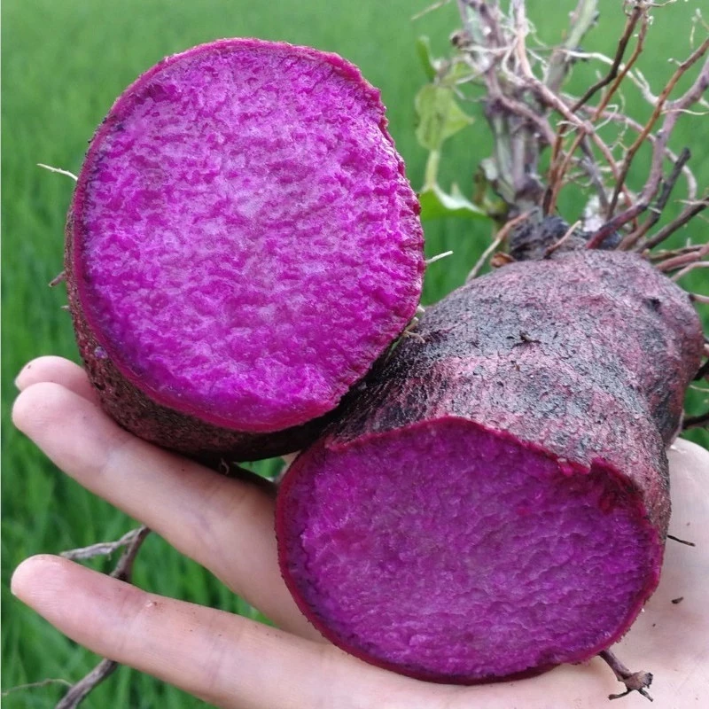 赣南现挖正宗紫山药健康美味新鲜农家蔬菜【顺丰包邮】