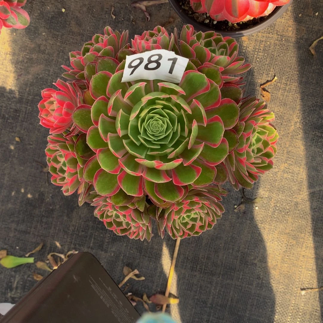 颜如玉981法师多肉