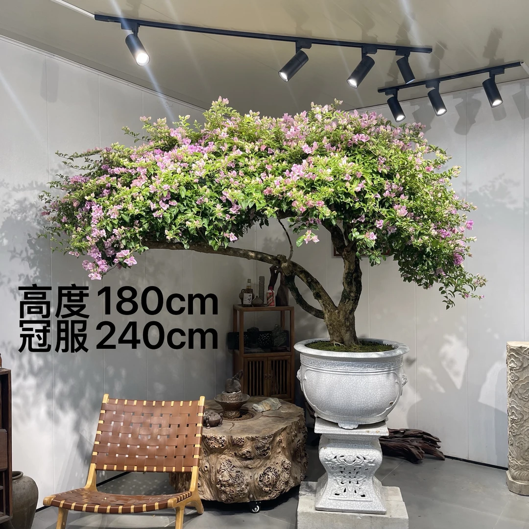严天盆景｜精品老桩绿叶雪紫三角梅盆景