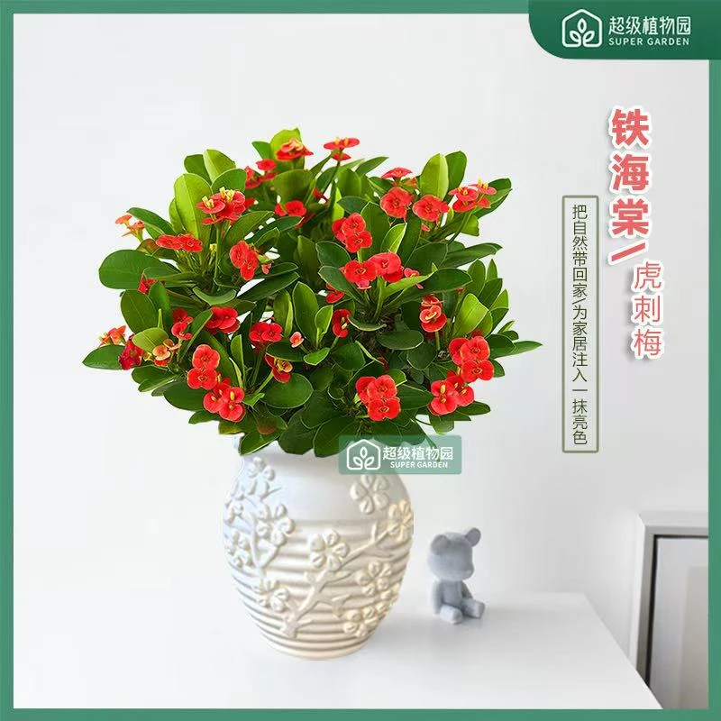 铁海棠虎刺梅花卉四季开花土壤盆栽绿植室内盆景植物客厅