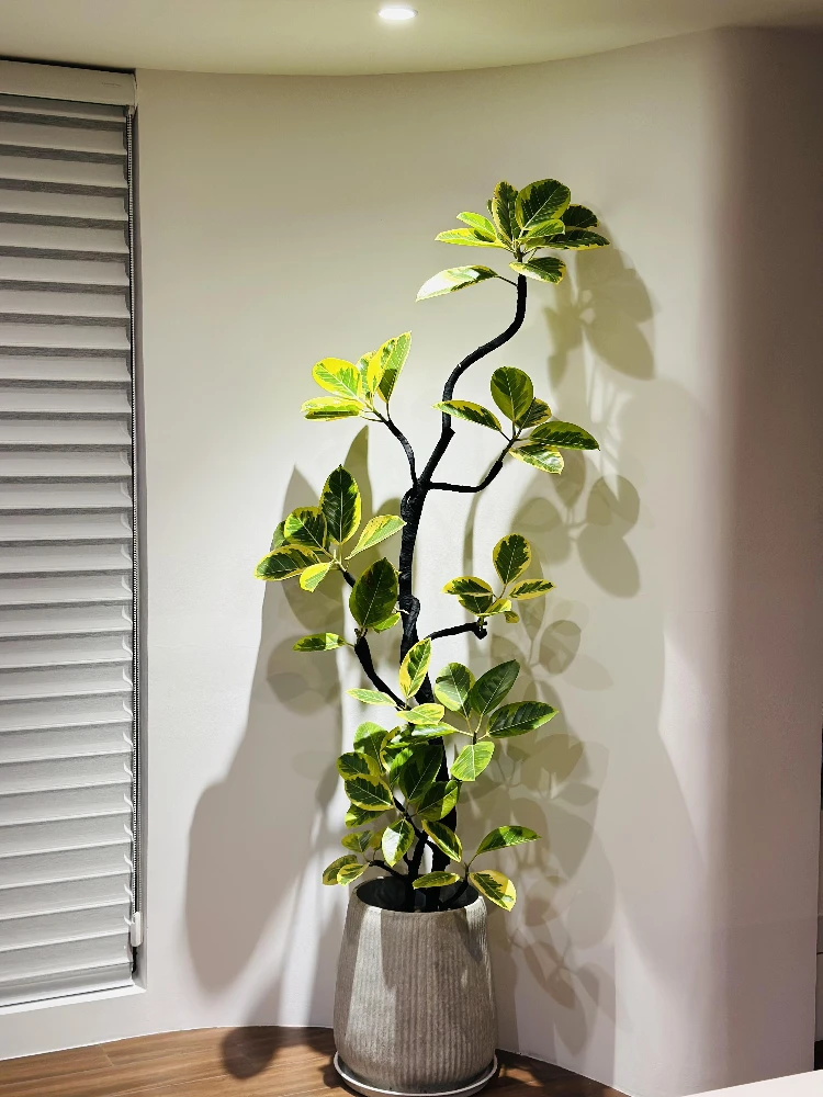 黄金榕绿植盆栽室内客厅琴叶榕百合竹阳台落地大型绿植花叶富贵榕