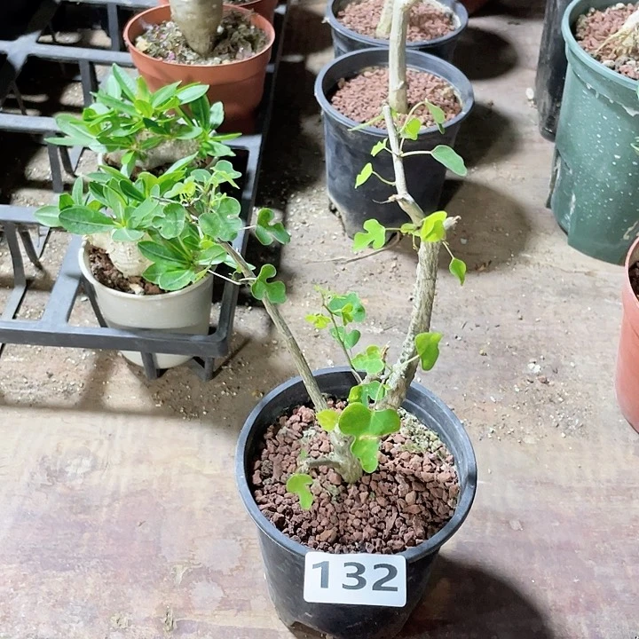 132饿鱼腺蔓西番莲