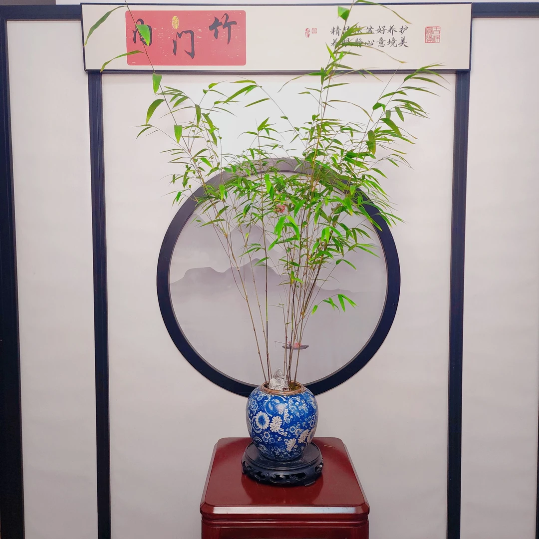 （内门竹）室内盆栽青花瓷盆景美观大气京东包邮