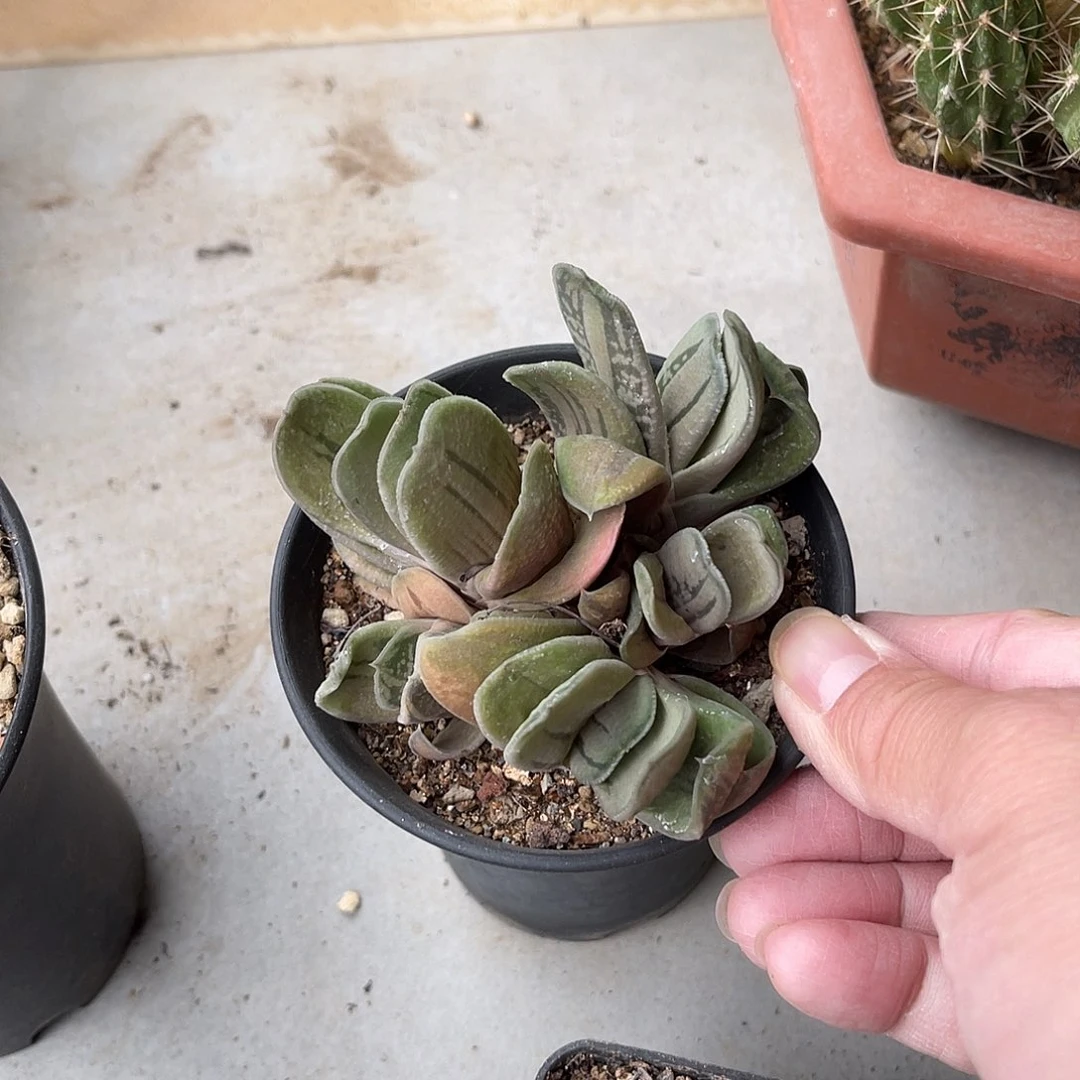 绿肌卧牛一物一拍