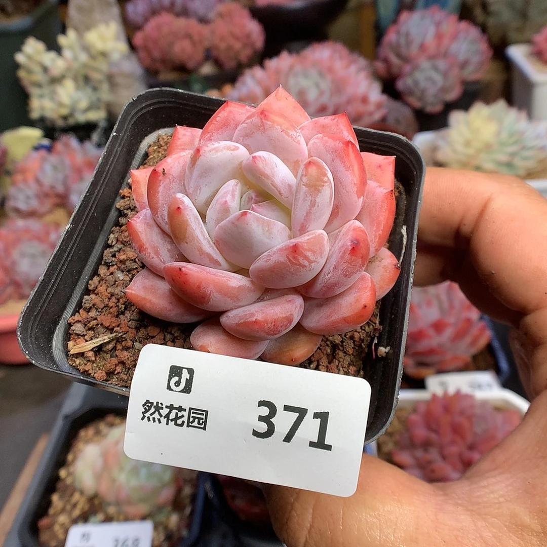 371雪天使多肉植物6666