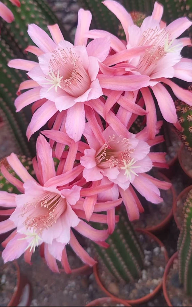 金一 毛花柱【带根】高20-30cm