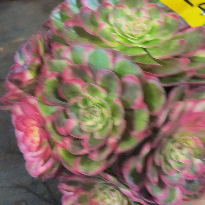 多肉植物海神1224
