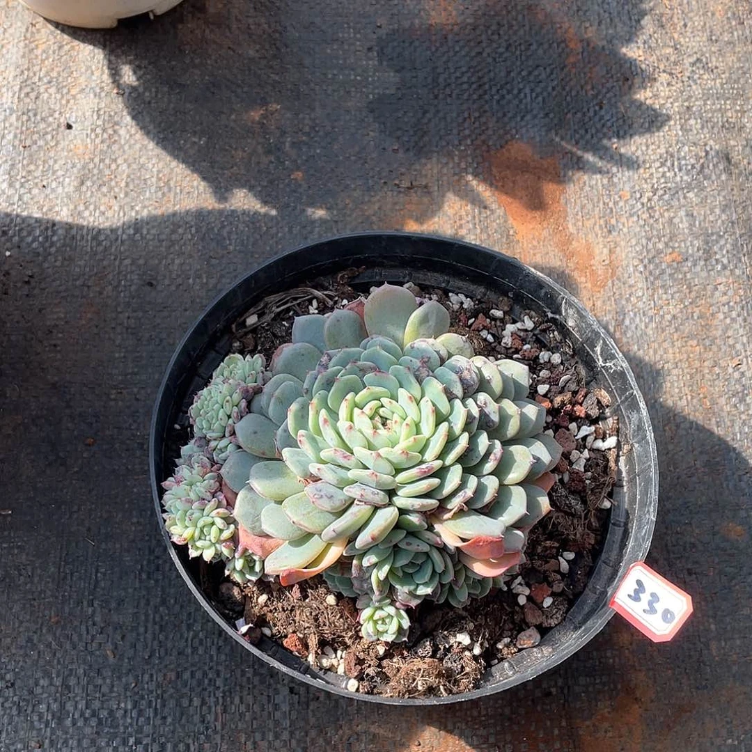 330白胖子 一物一拍多肉