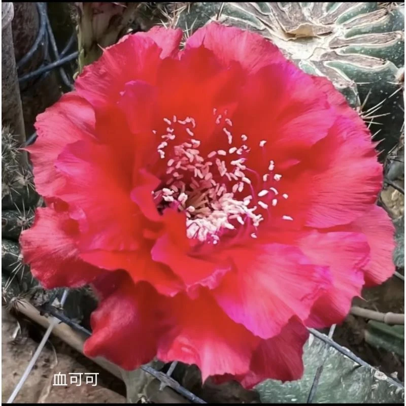 自根球血可可彩草，尺寸以直播间为准，环境不同开花不同，介意勿拍