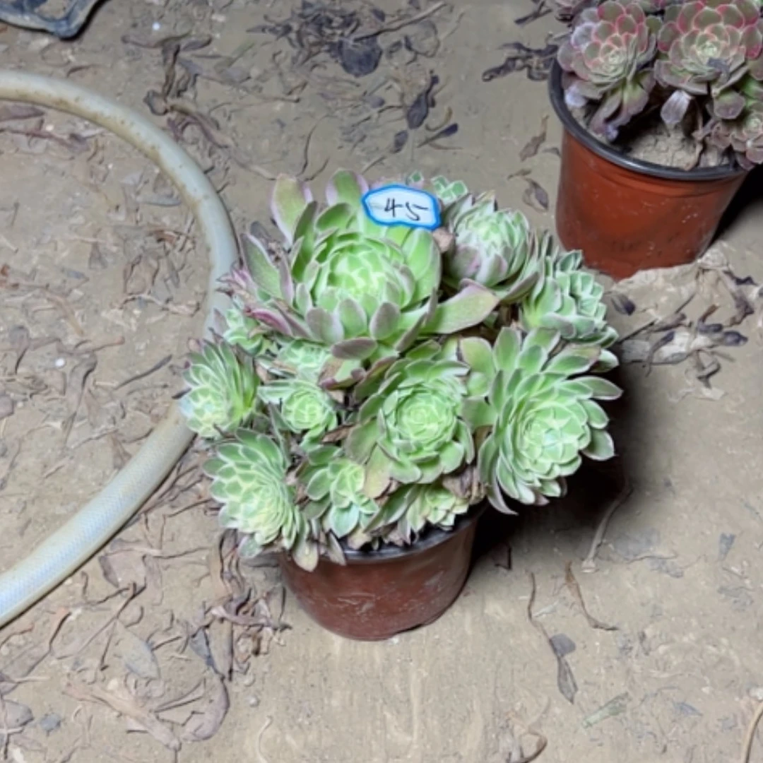【闪购商品】童***机多肉植物海王45