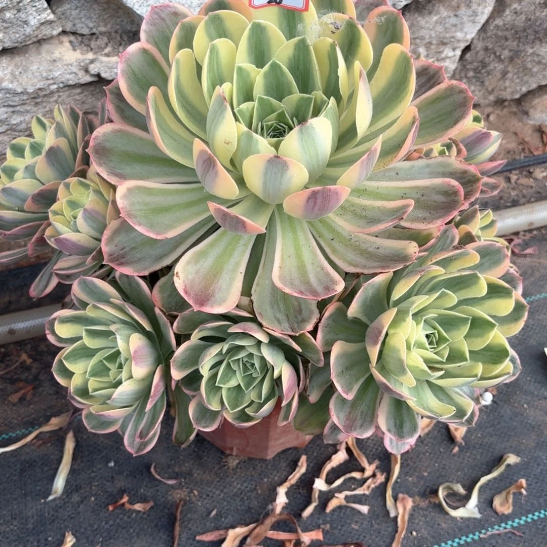 无花朵26香锦多肉植物