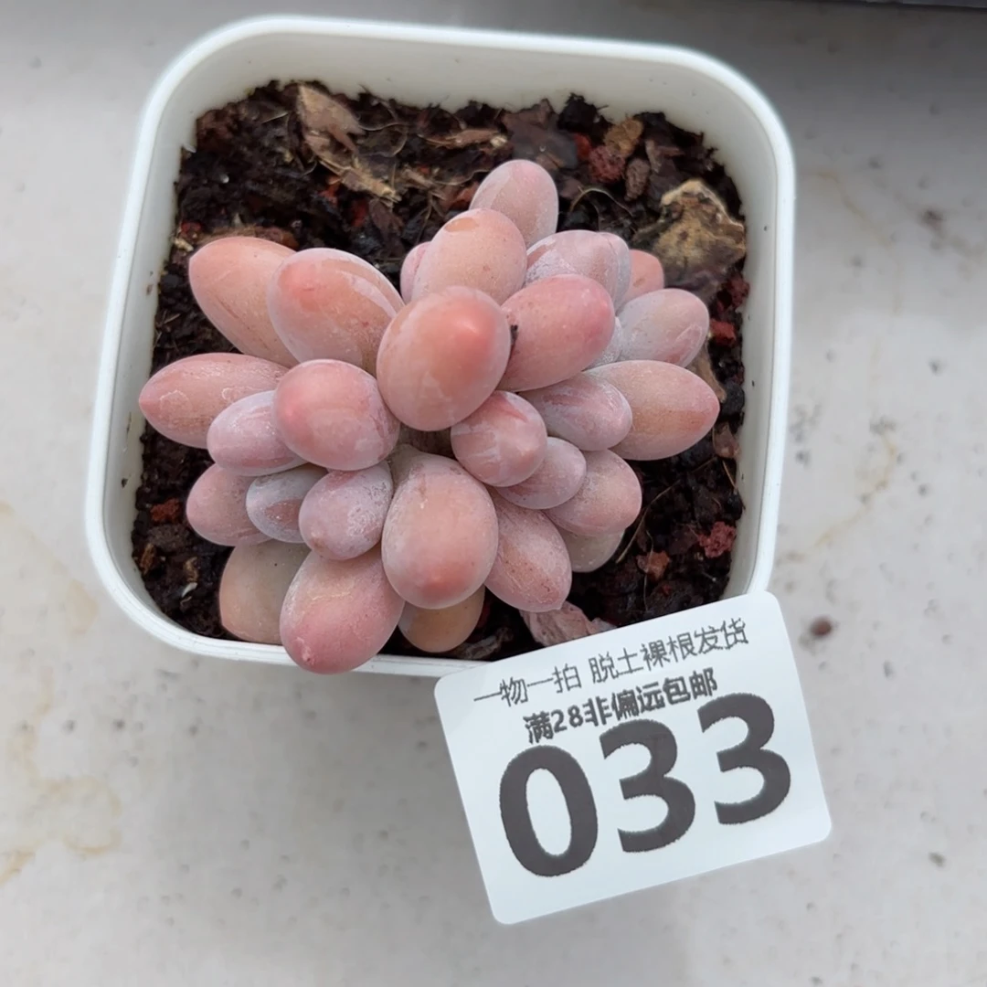 汤圆多肉无盆土发货