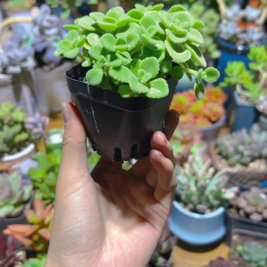 草***心碰碰香新疆包邮6.5cm