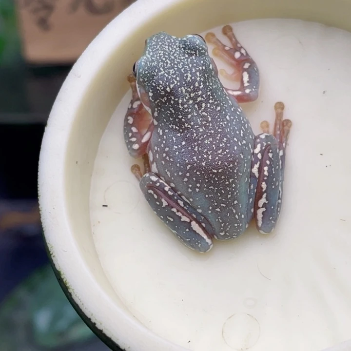 老爷树蛙14号深蓝暴雪