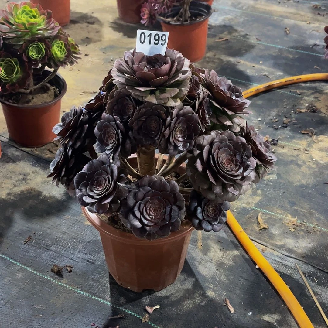 快**子多肉植物一物一拍0199