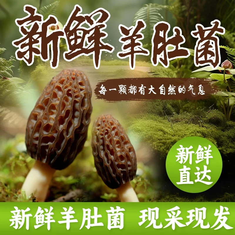 2025年新鲜羊肚菌 精品头茬 煲汤食材 汤鲜味美