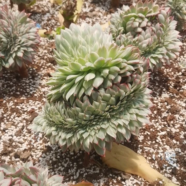 月光女神白覆轮锦缀化捌下发