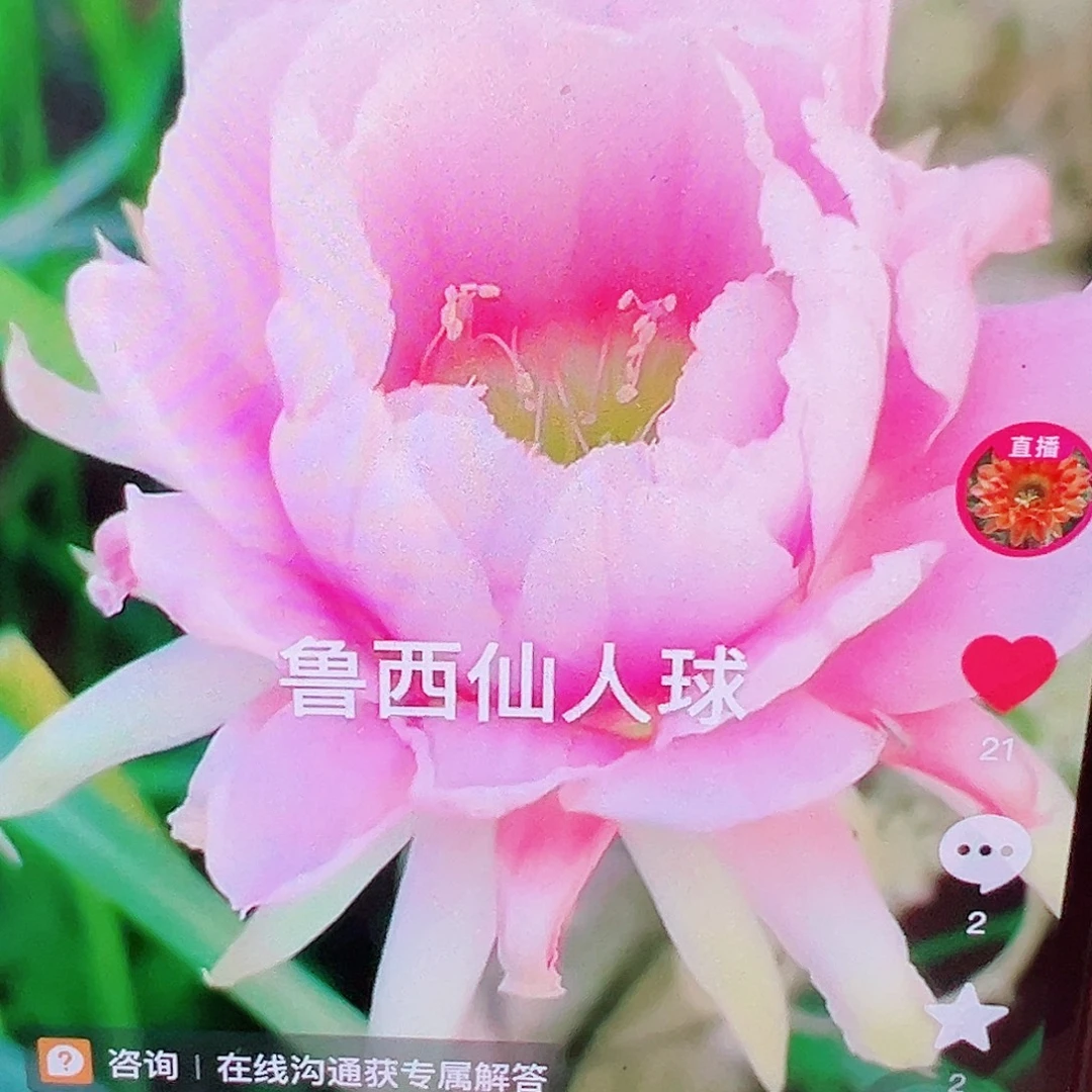丽花 蜡牡丹 侧芽 满20包邮